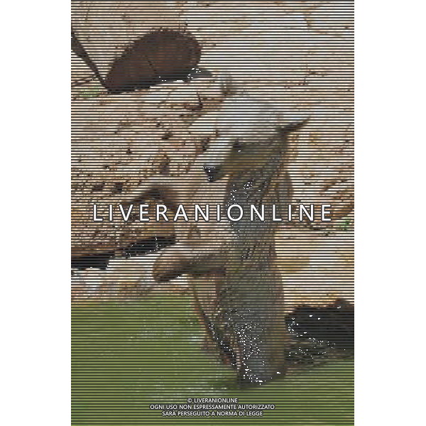 Brown bears in Jerusalem Biblical Zoo, Jerusalem Israel.