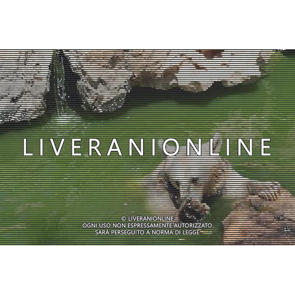 Brown bears in Jerusalem Biblical Zoo, Jerusalem Israel.