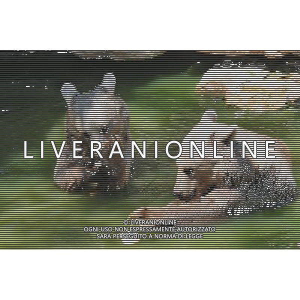 Brown bears in Jerusalem Biblical Zoo, Jerusalem Israel.