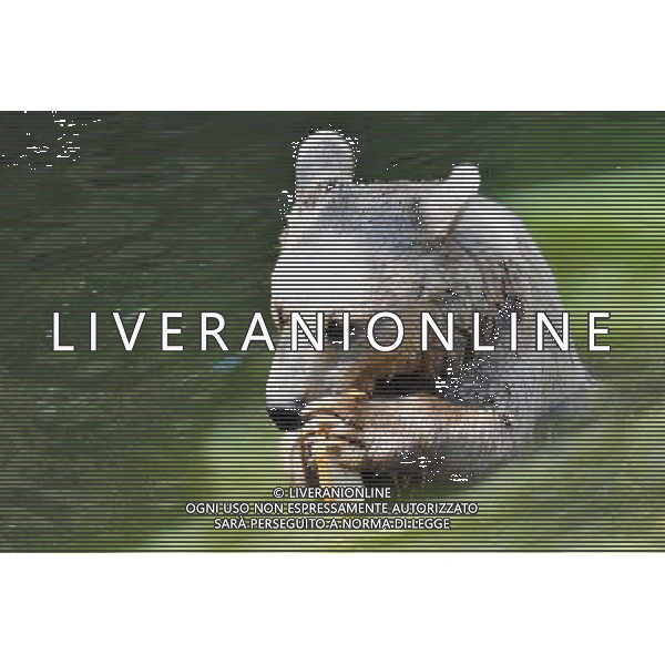 Brown bears in Jerusalem Biblical Zoo, Jerusalem Israel.