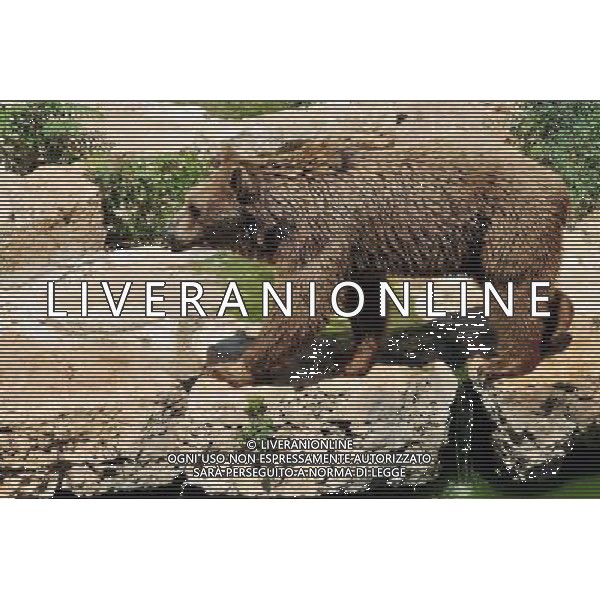 Brown bears in Jerusalem Biblical Zoo, Jerusalem Israel.