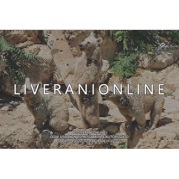 Brown bears in Jerusalem Biblical Zoo, Jerusalem Israel.