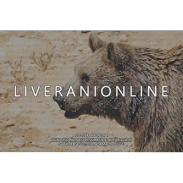 Brown bears in Jerusalem Biblical Zoo, Jerusalem Israel.