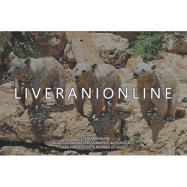 Brown bears in Jerusalem Biblical Zoo, Jerusalem Israel.