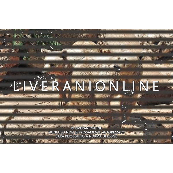 Brown bears in Jerusalem Biblical Zoo, Jerusalem Israel.