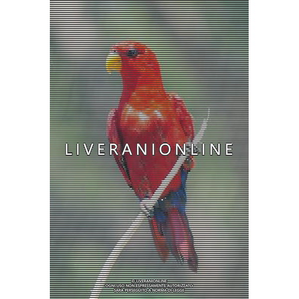 Eclectus roratus parrots in Jerusalem Biblical Zoo, Jerusalem Israel.