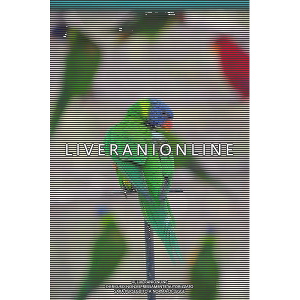 Eclectus roratus parrots in Jerusalem Biblical Zoo, Jerusalem Israel.