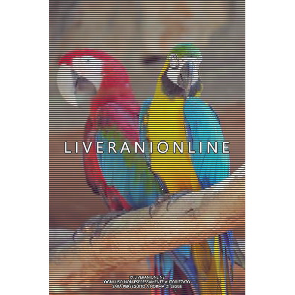 Blue Red and yellow Macaw Parrots in Jerusalem Biblical Zoo, Jerusalem Israel.