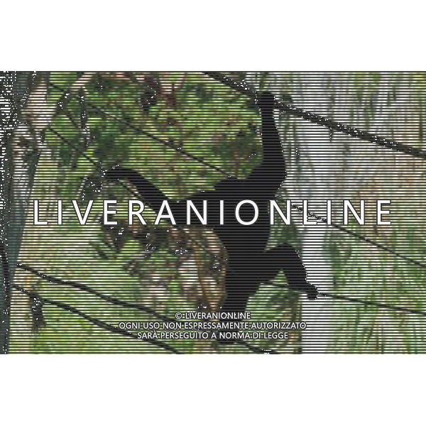 A silhouette of a monkey in Jerusalem Biblical Zoo, Jerusalem Israel.