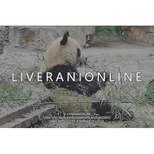 Beijing also formerly known in English as Peking is a metropolis in northern China and the capital of the People\'s Republic of China. It is one of the four municipalities of the PRC, which are equivalent to provinces in China\'s administrative structure. The municipality of Beijing borders Hebei Province to the north, west, south, and for a small section in the east, and Tianjin Municipality to the southeast. Beijing is one of the Four Great Ancient Capitals of China. Beijing is China\'s second largest city, after Shanghai. Beijing is a major transportation hub, with dozens of railways, roads and motorways passing through the city. It is also the focal point of many international flights to China. Beijing is recognized as the political, educational, and cultural center of the People\'s Republic of China, while Shanghai and Hong Kong predominate in economic fields. The city hosted the Games. Few cities in the world besides Beijing have served as the political and cultural centre of an area as immense as China for so long. The Encyclopedia Britannica describes it as, \'One of the world\'s great cities,\' and declares that the city has been an integral part of China‚Äôs history for centuries, and there is scarcely a major building of any age in Beijing that doesn\'t have at least some national historical significance. Beijing is renowned for its opulent palaces, temples, and huge stone walls and gates. Its art treasures and universities have long made the city a centre of culture and art in China.