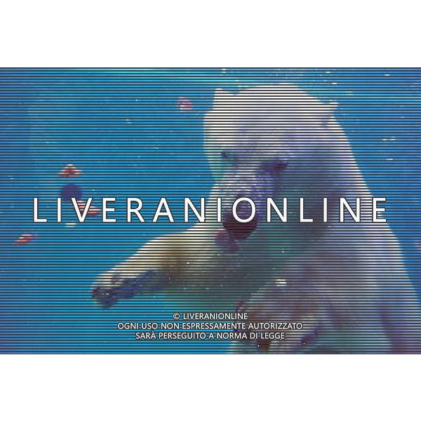 (110810) JINAN, Aug. 10, 2011 A polar bear eats pieces of tomatoes in the icy water in a sea world in Jinan, capital of east China\'s Shandong Province, Aug. 10, 2011. A variety of measures were taken to help polar animals cool off in a very hot and humid day, nicknamed sauna weather, on Wednesday. (/Zhu Zheng) (lj) (ry)