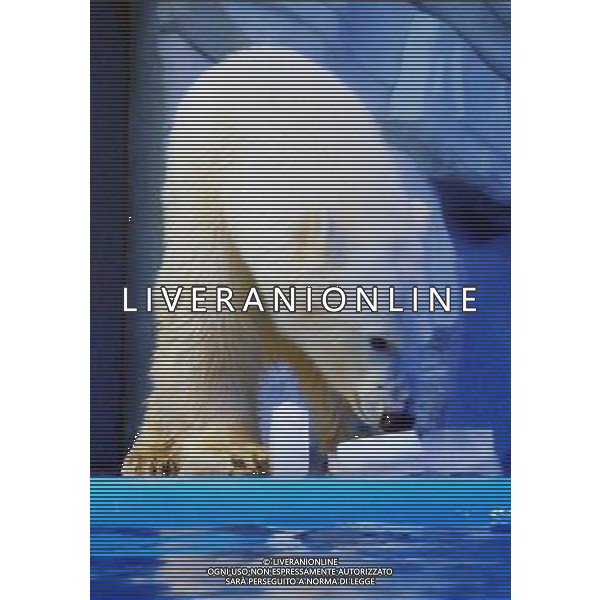 (110810) JINAN, Aug. 10, 2011 A polar bear eats ice cubes in a sea world in Jinan, east China\'s Shandong Province, Aug. 10, 2011. A variety of measures were taken to help polar animals cool off in a very hot and humid day, nicknamed sauna weather, on Wednesday. (/Zhu Zheng) (lj) (ry)