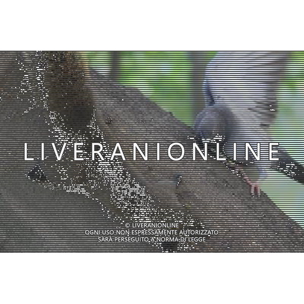 TAIBEI, Aug. 15, 2011 A red belly squirrel, also known as Callosciurus Erythraeus, climbs on a tree trunk with a pigeon in Taipei, southeast China\'s Taiwan, Aug. 14, 2011. (/Li Mingfang) (xzj)