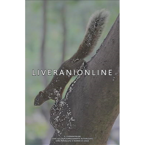 TAIBEI, Aug. 15, 2011 A red belly squirrel, also known as Callosciurus Erythraeus, climbs on a tree trunk in Taipei, southeast China\'s Taiwan, Aug. 14, 2011. (/Li Mingfang) (xzj)