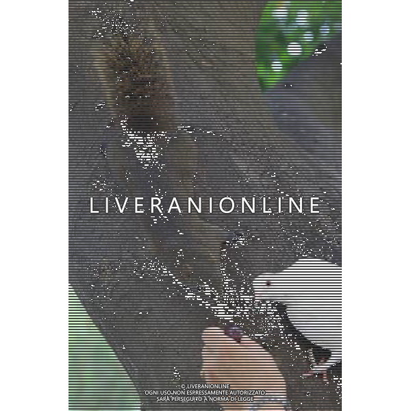 TAIBEI, Aug. 15, 2011 A red belly squirrel, also known as Callosciurus Erythraeus, and a pigeon look at a grape on a tree trunk in Taipei, southeast China\'s Taiwan, Aug. 14, 2011. (/Li Mingfang) (xzj)