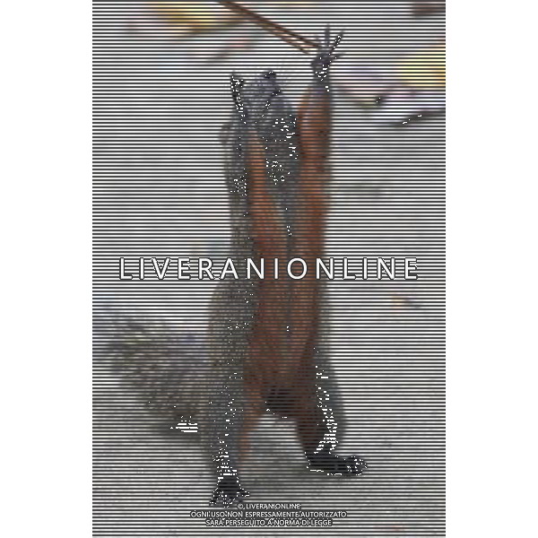 TAIBEI, Aug. 15, 2011 A red belly squirrel, also known as Callosciurus Erythraeus, tries to catch its peanuts in Taipei, southeast China\'s Taiwan, Aug. 14, 2011. (/Li Mingfang) (xzj)