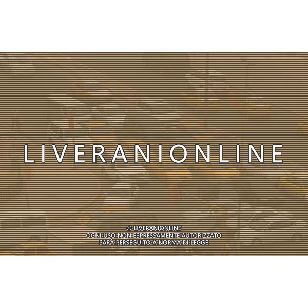 (110818) BAGHDAD, Aug. 18, 2011 Dust shrouds Baghdad, capital of Iraq, on Aug. 18, 2011. Dust hits Baghdad in summer frequently due to its dry weather. (/Zhang Ning) (zx)