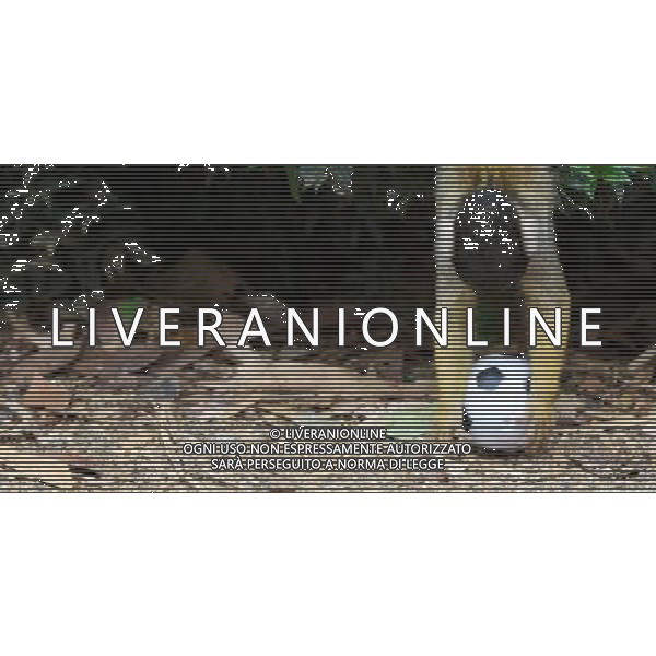 LONDON, UNITED KINGDOM 18 AUGUST : Pic Shows Squirrel Monkeys playing football at London Zoo. Squirrel Monkey, Bounty has just fatherd a eleven monkeys enough for a football team. on August, 18th, 2011 in London, England