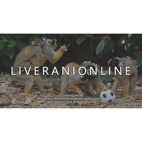 LONDON, UNITED KINGDOM 18 AUGUST : Pic Shows Squirrel Monkeys playing football at London Zoo. Squirrel Monkey, Bounty has just fatherd a eleven monkeys enough for a football team. on August, 18th, 2011 in London, England