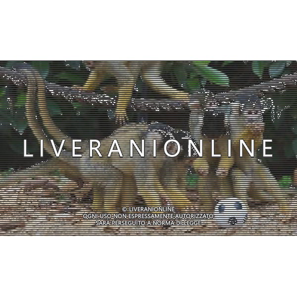 LONDON, UNITED KINGDOM 18 AUGUST : Pic Shows Squirrel Monkeys playing football at London Zoo. Squirrel Monkey, Bounty has just fatherd a eleven monkeys enough for a football team. on August, 18th, 2011 in London, England