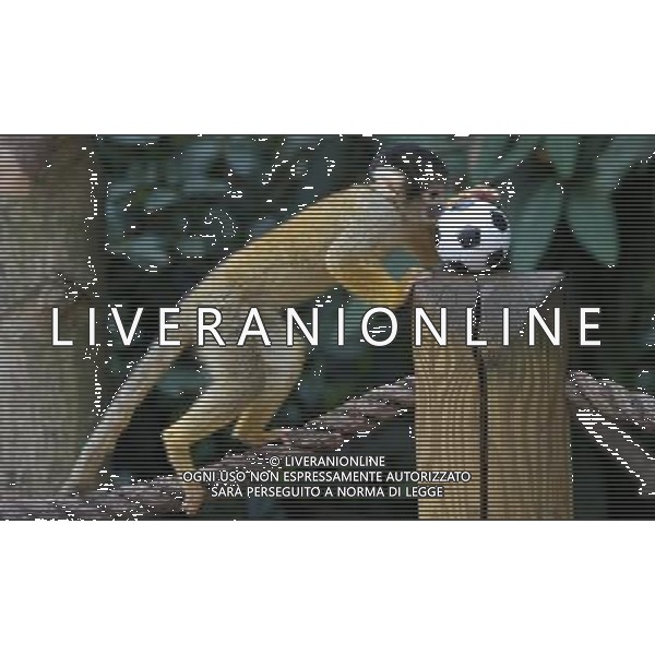 LONDON, UNITED KINGDOM 18 AUGUST : Pic Shows Squirrel Monkeys playing football at London Zoo. Squirrel Monkey, Bounty has just fatherd a eleven monkeys enough for a football team. on August, 18th, 2011 in London, England