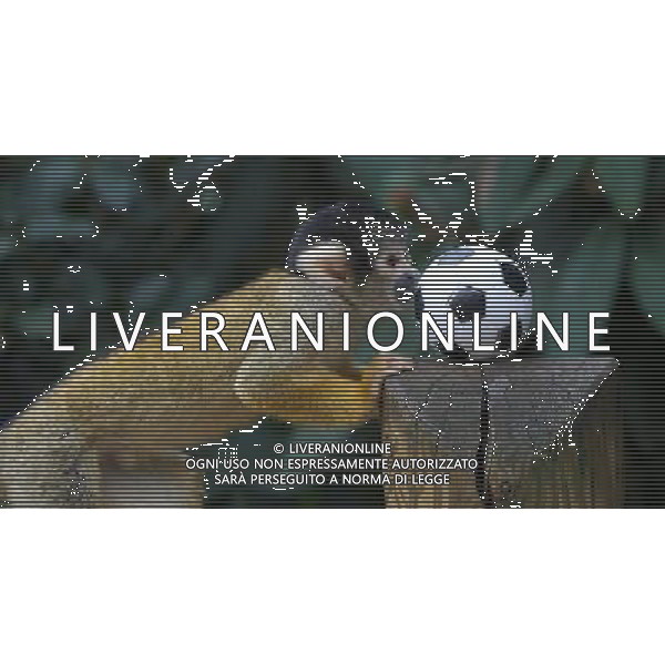 LONDON, UNITED KINGDOM 18 AUGUST : Pic Shows Squirrel Monkeys playing football at London Zoo. Squirrel Monkey, Bounty has just fatherd a eleven monkeys enough for a football team. on August, 18th, 2011 in London, England