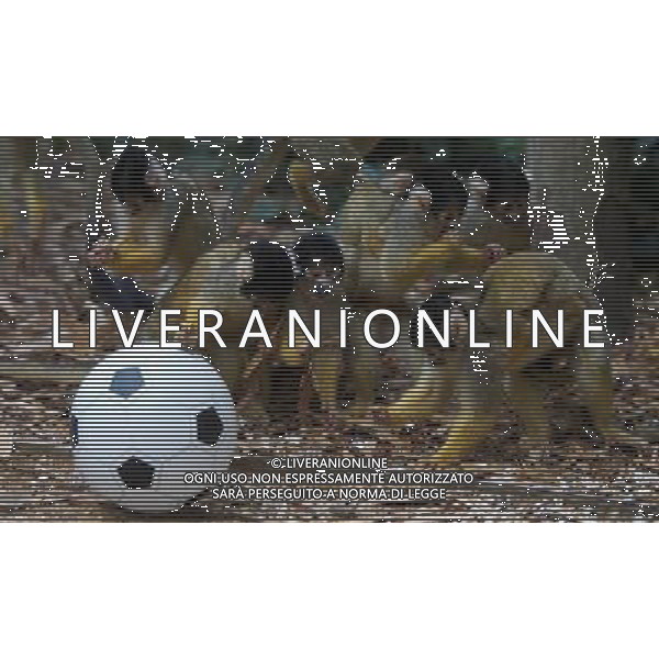 LONDON, UNITED KINGDOM 18 AUGUST : Pic Shows Squirrel Monkeys playing football at London Zoo. Squirrel Monkey, Bounty has just fatherd a eleven monkeys enough for a football team. on August, 18th, 2011 in London, England