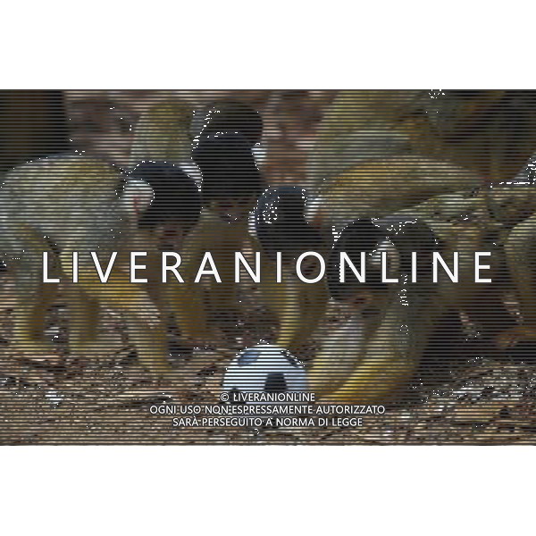 LONDON, UNITED KINGDOM 18 AUGUST : Pic Shows Squirrel Monkeys playing football at London Zoo. Squirrel Monkey, Bounty has just fatherd a eleven monkeys enough for a football team. on August, 18th, 2011 in London, England
