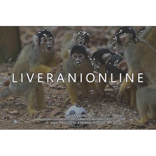 LONDON, UNITED KINGDOM 18 AUGUST : Pic Shows Squirrel Monkeys playing football at London Zoo. Squirrel Monkey, Bounty has just fatherd a eleven monkeys enough for a football team. on August, 18th, 2011 in London, England