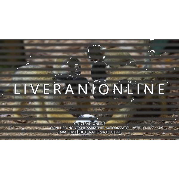 LONDON, UNITED KINGDOM 18 AUGUST : Pic Shows Squirrel Monkeys playing football at London Zoo. Squirrel Monkey, Bounty has just fatherd a eleven monkeys enough for a football team. on August, 18th, 2011 in London, England