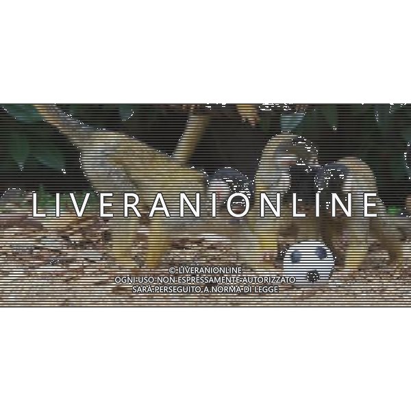 LONDON, UNITED KINGDOM 18 AUGUST : Pic Shows Squirrel Monkeys playing football at London Zoo. Squirrel Monkey, Bounty has just fatherd a eleven monkeys enough for a football team. on August, 18th, 2011 in London, England