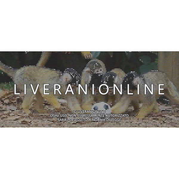 LONDON, UNITED KINGDOM 18 AUGUST : Pic Shows Squirrel Monkeys playing football at London Zoo. Squirrel Monkey, Bounty has just fatherd a eleven monkeys enough for a football team. on August, 18th, 2011 in London, England