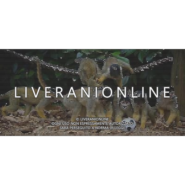 LONDON, UNITED KINGDOM 18 AUGUST : Pic Shows Squirrel Monkeys playing football at London Zoo. Squirrel Monkey, Bounty has just fatherd a eleven monkeys enough for a football team. on August, 18th, 2011 in London, England