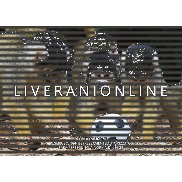 LONDON, UNITED KINGDOM 18 AUGUST : Pic Shows Squirrel Monkeys playing football at London Zoo. Squirrel Monkey, Bounty has just fatherd a eleven monkeys enough for a football team. on August, 18th, 2011 in London, England