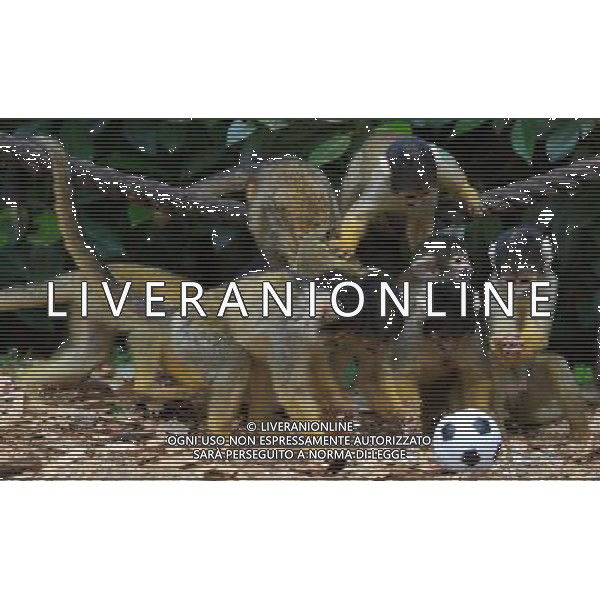 LONDON, UNITED KINGDOM 18 AUGUST : Pic Shows Squirrel Monkeys playing football at London Zoo. Squirrel Monkey, Bounty has just fatherd a eleven monkeys enough for a football team. on August, 18th, 2011 in London, England