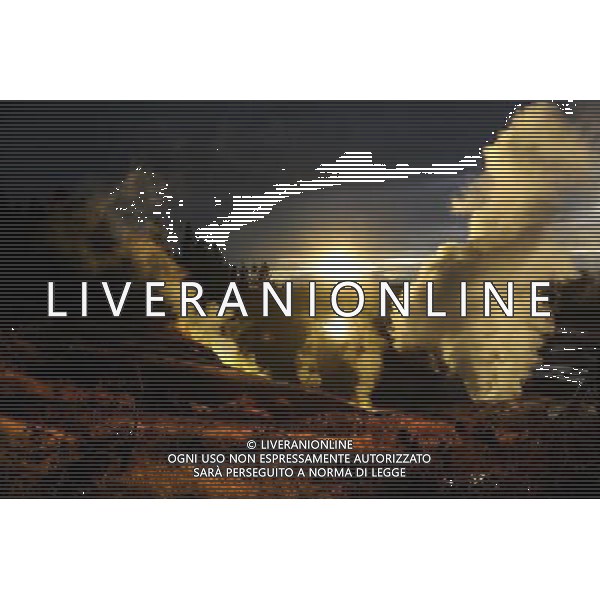 (110821) -- NEW YORK, Aug. 21, 2011 () -- Photo taken on Aug. 7, 2011 shows the scenery of Norris Geyser Basin in Yellowstone National Park, the United States. Established in 1872, Yellowstone is a national park located primarily in the state of Wyoming, although it also extends into Montana and Idaho. Yellowstone was the first national park in the world and is known for its wildlife and its many geothermal features. (/Shen Hong) (wjd)