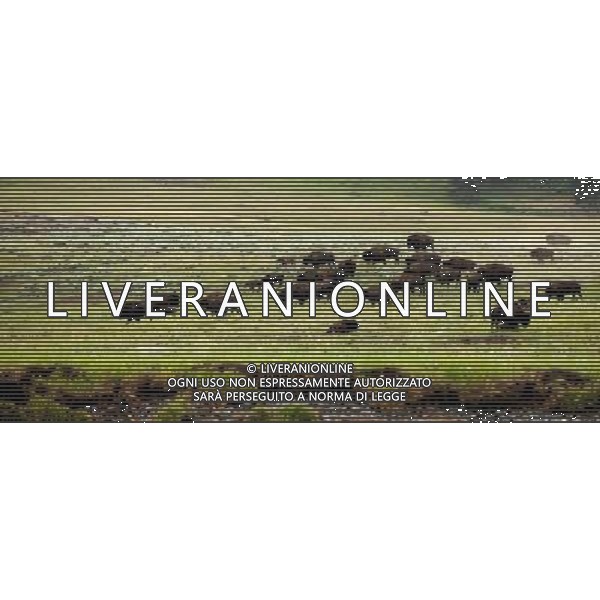 (110821) -- NEW YORK, Aug. 21, 2011 () -- Photo taken on Aug. 8, 2011 shows a herd of bisons at Lamar Valley in Yellowstone National Park, the United States. Established in 1872, Yellowstone is a national park located primarily in the state of Wyoming, although it also extends into Montana and Idaho. Yellowstone was the first national park in the world and is known for its wildlife and its many geothermal features. (/Shen Hong) (wjd)