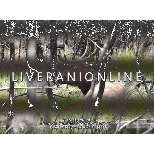 (110821) -- NEW YORK, Aug. 21, 2011 () -- Photo taken on Aug. 10, 2011 shows an elk in Yellowstone National Park, the United States. Established in 1872, Yellowstone is a national park located primarily in the state of Wyoming, although it also extends into Montana and Idaho. Yellowstone was the first national park in the world and is known for its wildlife and its many geothermal features. (/Shen Hong) (wjd)