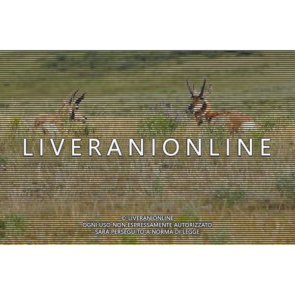 (110821) -- NEW YORK, Aug. 21, 2011 () -- Photo taken on Aug. 8, 2011 shows two pronghorns at Lamar Valley in Yellowstone National Park, the United States. Established in 1872, Yellowstone is a national park located primarily in the state of Wyoming, although it also extends into Montana and Idaho. Yellowstone was the first national park in the world and is known for its wildlife and its many geothermal features. (/Shen Hong) (wjd)