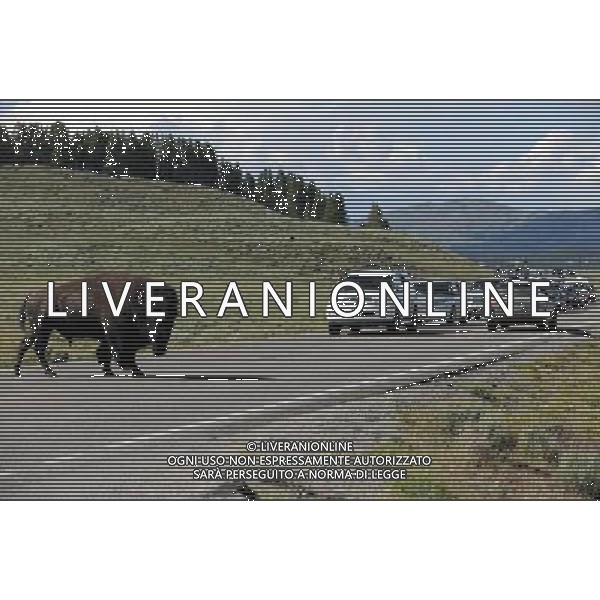 (110821) -- NEW YORK, Aug. 21, 2011 () -- Photo taken on Aug. 10, 2011 shows a bison crossing a road in Yellowstone National Park, the United States. Established in 1872, Yellowstone is a national park located primarily in the state of Wyoming, although it also extends into Montana and Idaho. Yellowstone was the first national park in the world and is known for its wildlife and its many geothermal features. (/Shen Hong) (wjd)