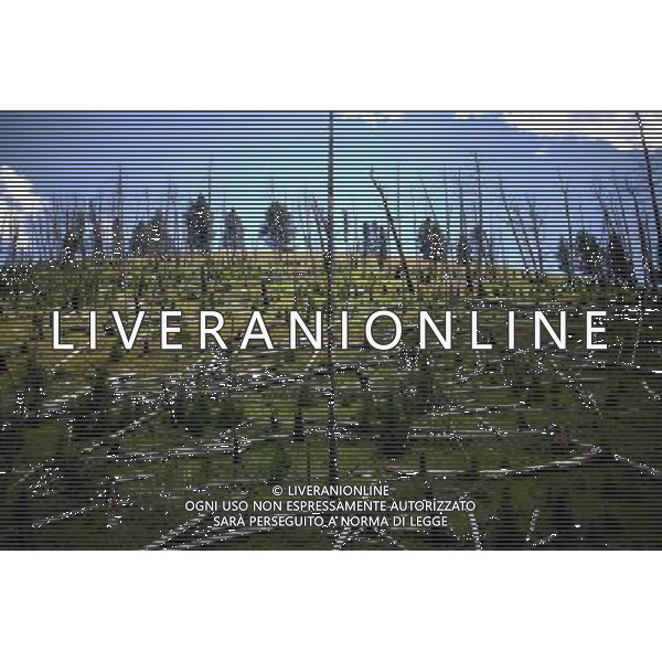 (110821) -- NEW YORK, Aug. 21, 2011 () -- Photo taken on Aug. 8, 2011 shows the scenery in Yellowstone National Park, the United States. Established in 1872, Yellowstone is a national park located primarily in the state of Wyoming, although it also extends into Montana and Idaho. Yellowstone was the first national park in the world and is known for its wildlife and its many geothermal features. (/Shen Hong) (wjd)