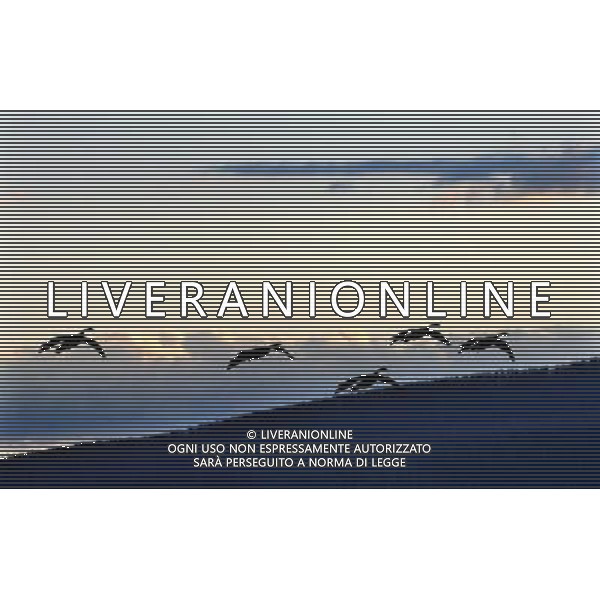 (110821) -- NEW YORK, Aug. 21, 2011 () -- Photo taken on Aug. 11, 2011 shows wild geese flying over Yellowstone National Park, the United States. Established in 1872, Yellowstone is a national park located primarily in the state of Wyoming, although it also extends into Montana and Idaho. Yellowstone was the first national park in the world and is known for its wildlife and its many geothermal features. (/Shen Hong) (wjd)