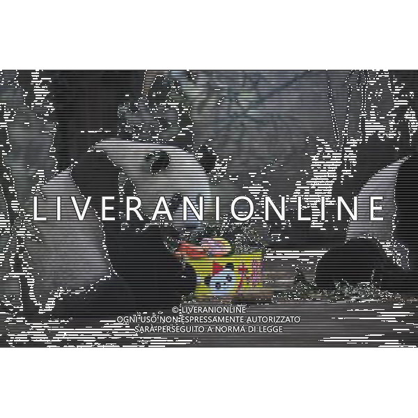 HANGZHOU, Aug. 24, 2011 Giant panda Ya Lin tastes a \'birthday cake\' made of bamboo shoots, fruits and vegetable in the Zoo of Hangzhou, east China\'s Zhejiang Province, Aug. 24, 2011. Over ten children born in August were invited to the Zoo of Hangzhou on Wednesday to celebrate the 3rd birth anniversary of giant panda Shu Yun and Ya Lin, who were born in August, 2008 in Chengdu. (/Huang Zongzhi) (zgp)