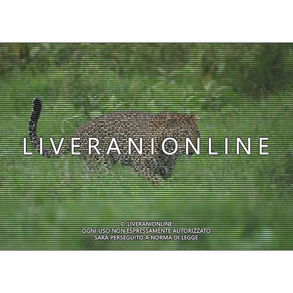 NAKURU, Aug. 25, 2011 A leopard is seen in Nakuru National Park in Kenya, Aug. 22, 2011. Leopards are seldom to be seen in Kenya. The number of leopards at the Nakuru National Park has increased due to Kenya Wildlife Service\'s (KWS) effort. (/Zhang Jin) (djj)