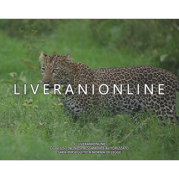 NAKURU, Aug. 25, 2011 A leopard is seen in Nakuru National Park in Kenya, Aug. 22, 2011. Leopards are seldom to be seen in Kenya. The number of leopards at the Nakuru National Park has increased due to Kenya Wildlife Service\'s (KWS) effort. (/Zhang Jin) (djj)