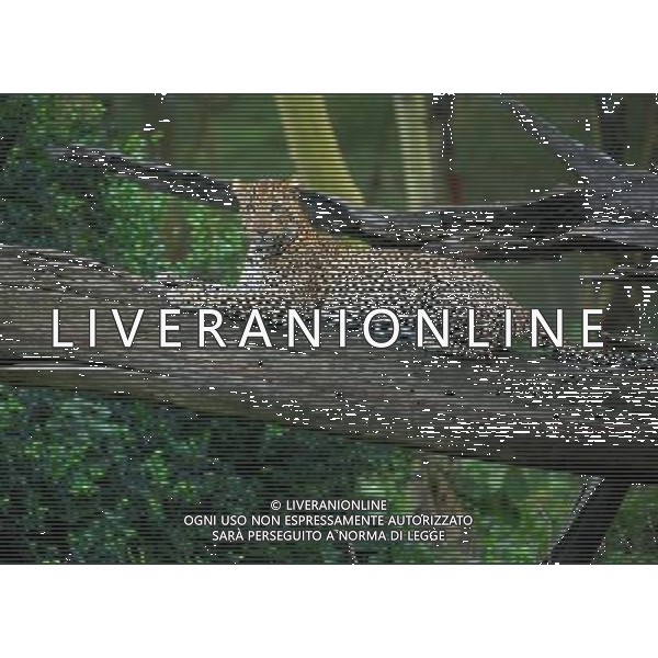 NAKURU, Aug. 25, 2011 A leopard is seen in Nakuru National Park in Kenya, Aug. 22, 2011. Leopards are seldom to be seen in Kenya. The number of leopards at the Nakuru National Park has increased due to Kenya Wildlife Service\'s (KWS) effort. (/Zhang Jin) (djj)