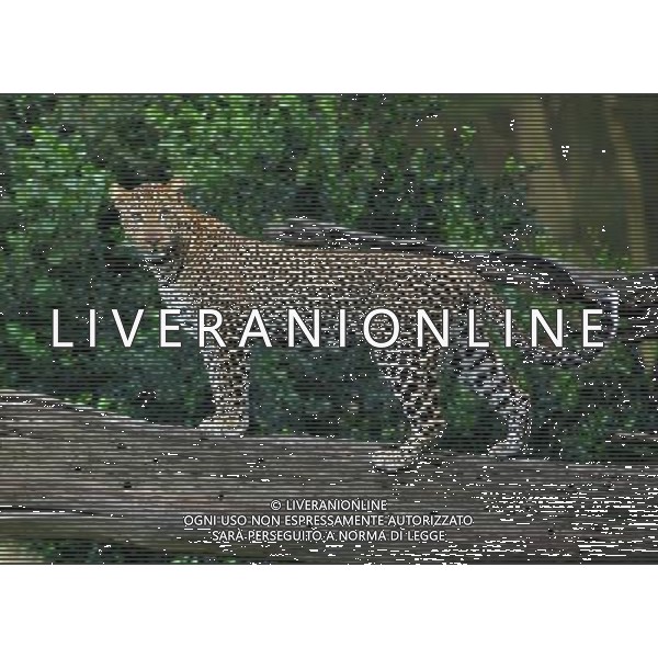 NAKURU, Aug. 25, 2011 A leopard is seen in Nakuru National Park in Kenya, Aug. 22, 2011. Leopards are seldom to be seen in Kenya. The number of leopards at the Nakuru National Park has increased due to Kenya Wildlife Service\'s (KWS) effort. (/Zhang Jin) (djj)