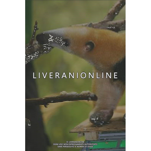 Tammy the tree anteater is tempted to the scales by the lure of food as zookeepers carry out the annual animals\' weigh-in at London Zoo. Photo date: Thursday August 25, 2011. Every year the keepers at London Zoo spend hours recording the heights and weights of over 750 different species including lions, tigers, penguins and snakes.