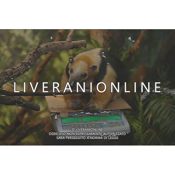 Tammy the tree anteater is tempted to the scales by the lure of food as zookeepers carry out the annual animals\' weigh-in at London Zoo. Photo date: Thursday August 25, 2011. Every year the keepers at London Zoo spend hours recording the heights and weights of over 750 different species including lions, tigers, penguins and snakes.