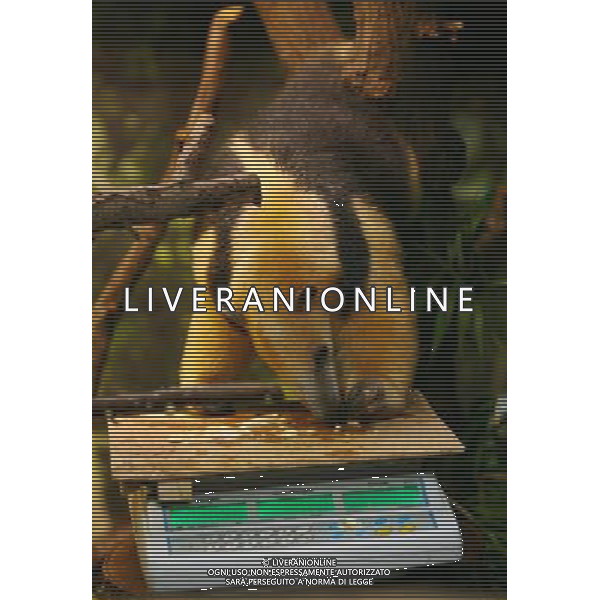 Tammy the tree anteater is tempted to the scales by the lure of food as zookeepers carry out the annual animals\' weigh-in at London Zoo. Photo date: Thursday August 25, 2011. Every year the keepers at London Zoo spend hours recording the heights and weights of over 750 different species including lions, tigers, penguins and snakes.